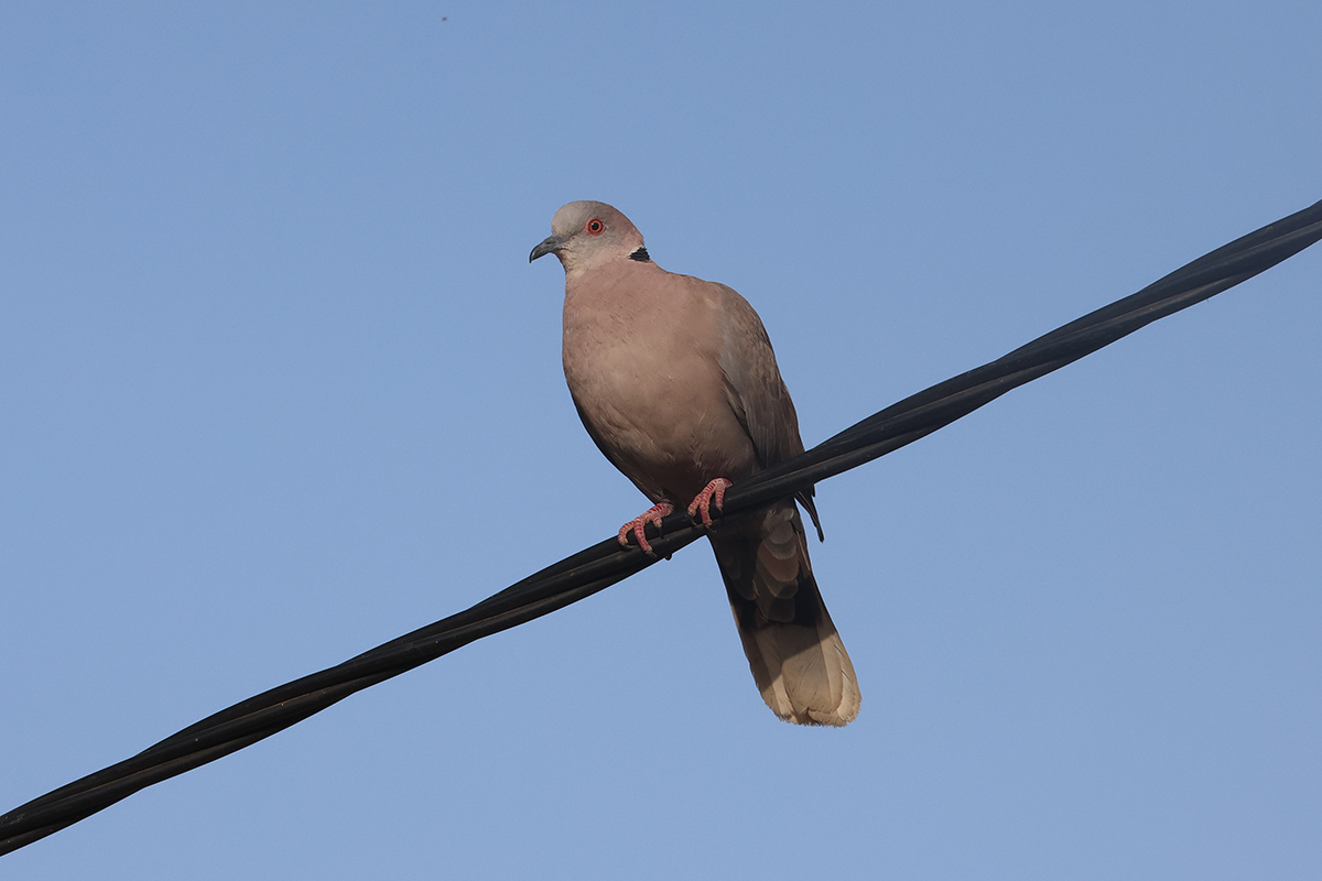 Red-eyd Dove